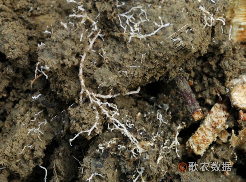 柑橘黄叶症状示例1