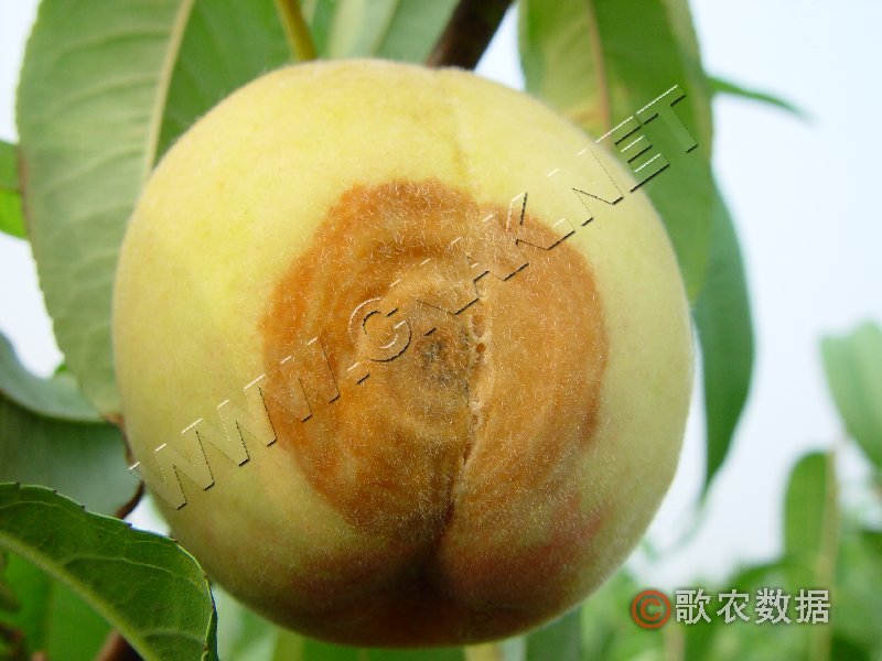 柑橘黄叶症状示例2