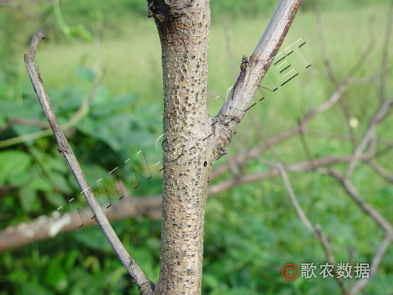 柑橘黄叶症状示例3