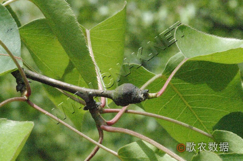 柑橘黄叶症状示例7