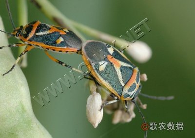 横纹菜蝽