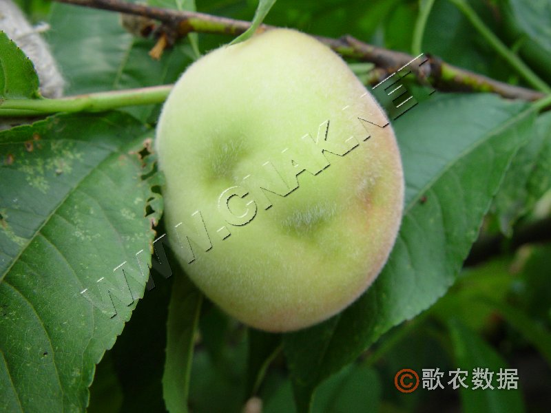 柑橘黄叶症状示例0
