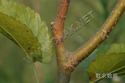 桑拟干枯病