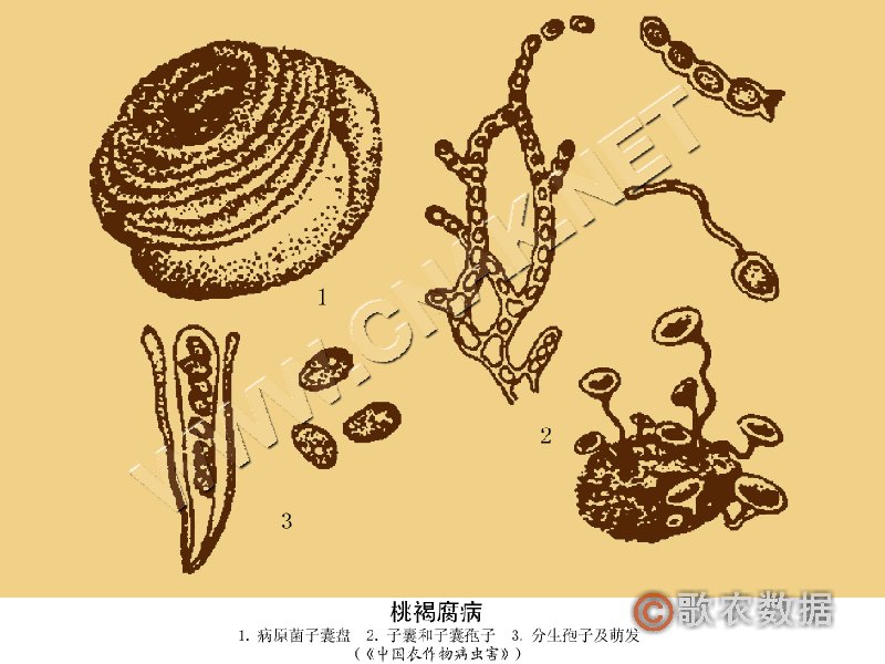 柑橘黄叶症状示例4