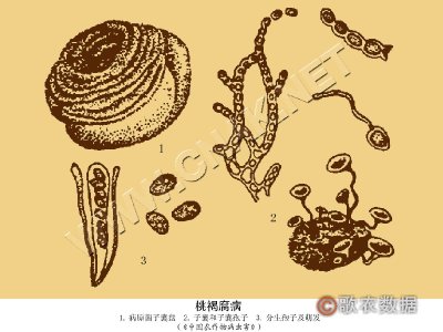 桃褐腐病