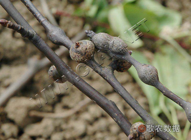 柑橘黄叶症状示例6