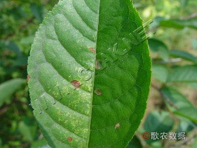 樱桃褐斑病
