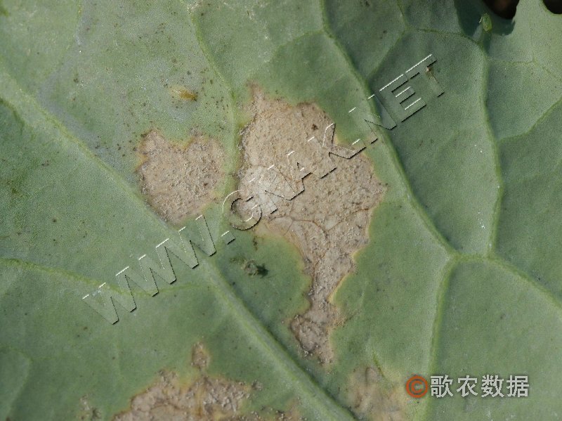 柑橘黄叶症状示例1