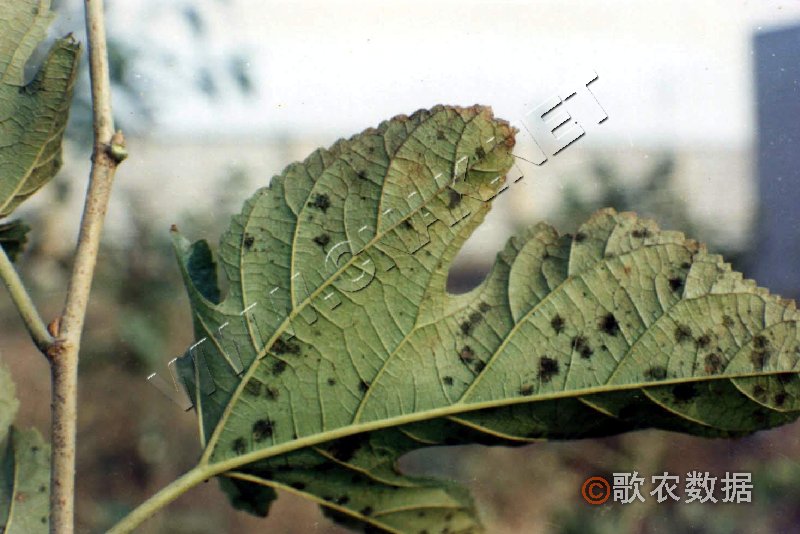 柑橘黄叶症状示例0