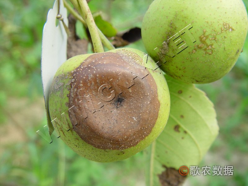 柑橘黄叶症状示例3