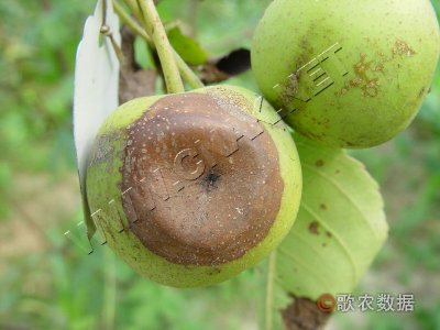 梨树干腐病