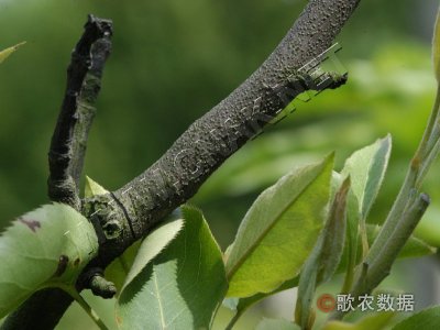 梨树干枯病