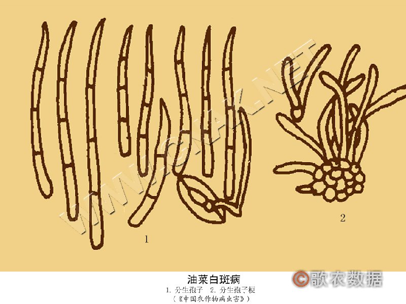 柑橘黄叶症状示例3