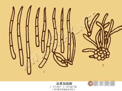 油菜白斑病