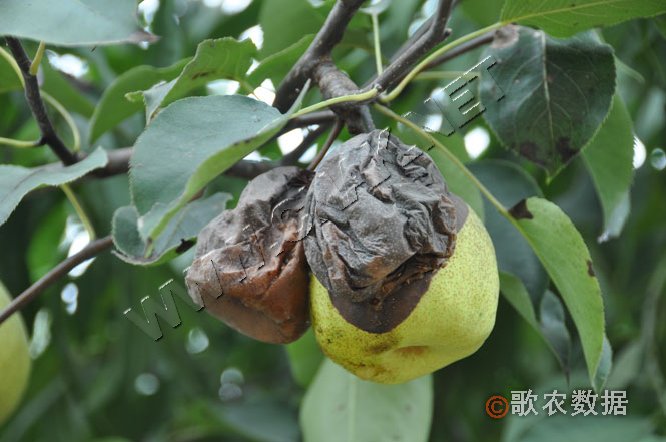 柑橘黄叶症状示例1