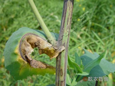 油菜病毒病