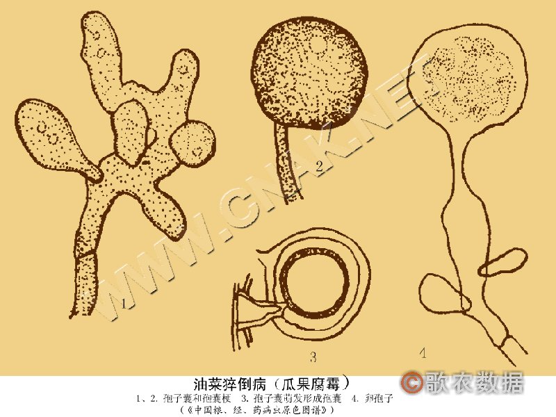 柑橘黄叶症状示例2