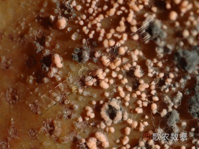 梨炭疽病