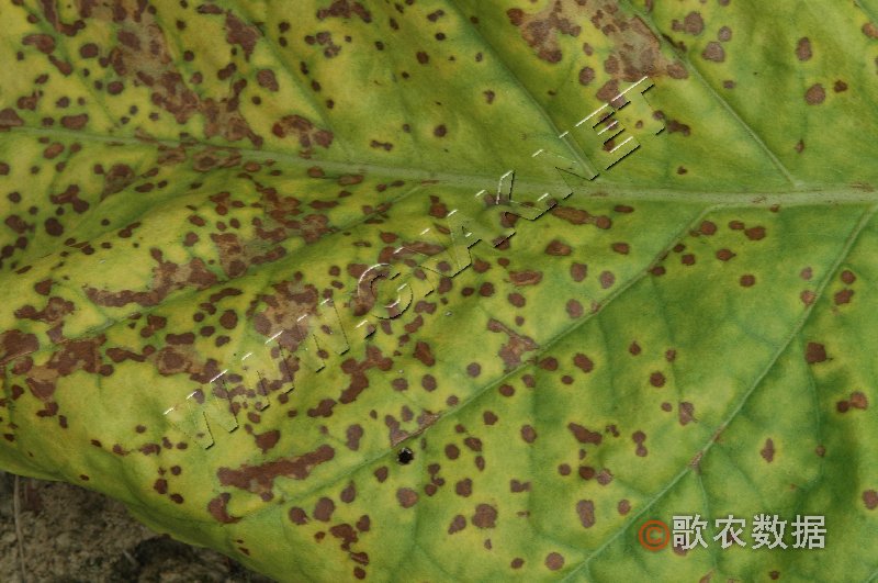柑橘黄叶症状示例0
