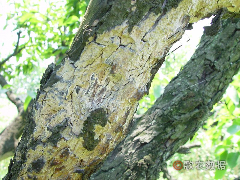 柑橘黄叶症状示例0