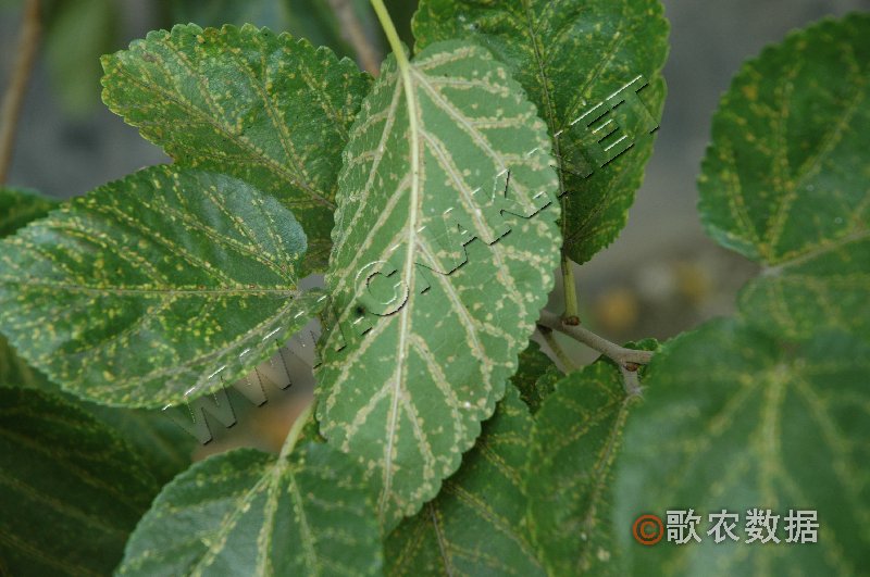 柑橘黄叶症状示例2