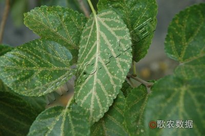 桑花叶病