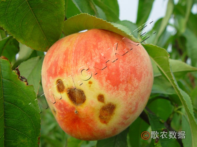 柑橘黄叶症状示例2