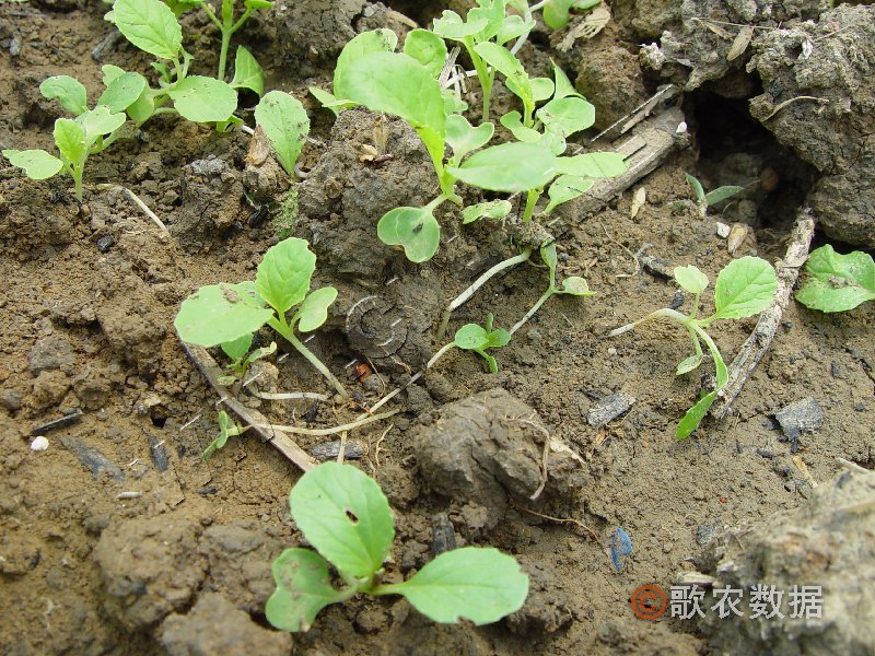 柑橘黄叶症状示例0