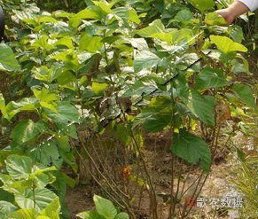 桑青枯病