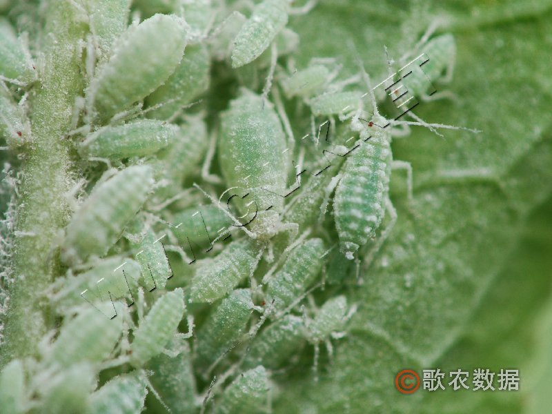 柑橘黄叶症状示例1