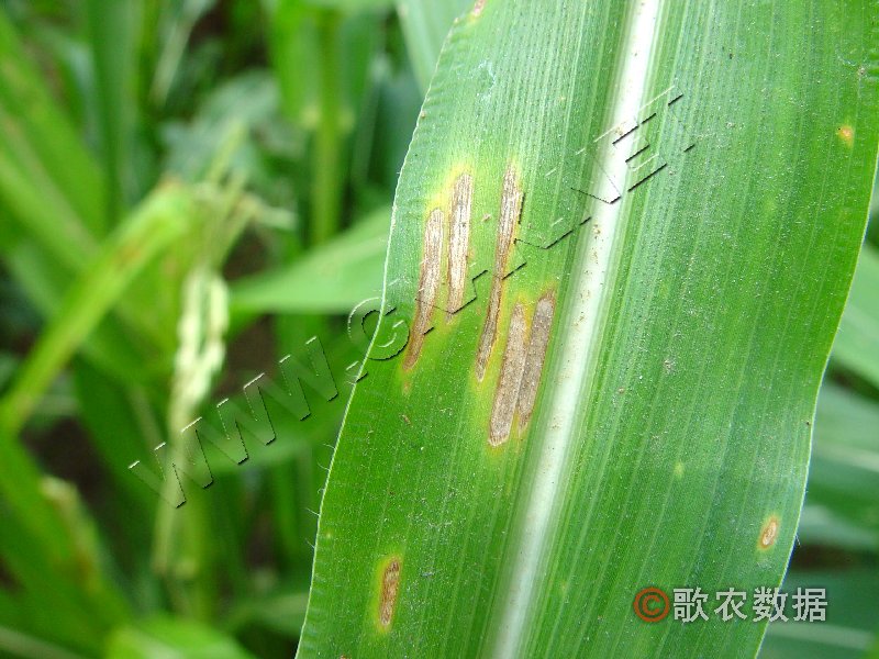 柑橘黄叶症状示例1
