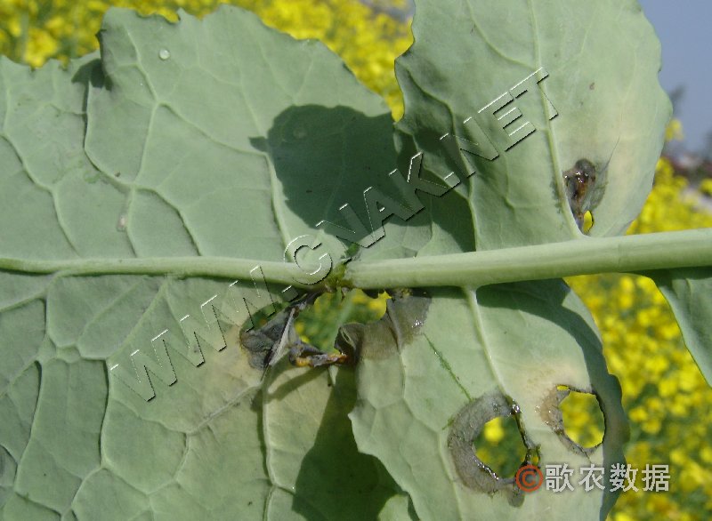 柑橘黄叶症状示例1