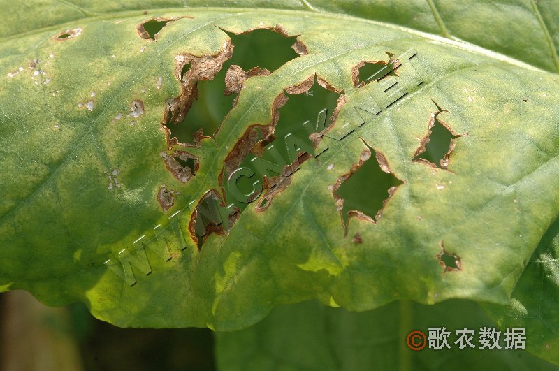 柑橘黄叶症状示例4