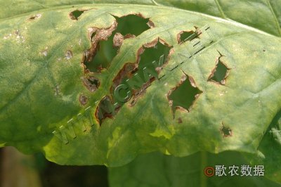 烟草野火病