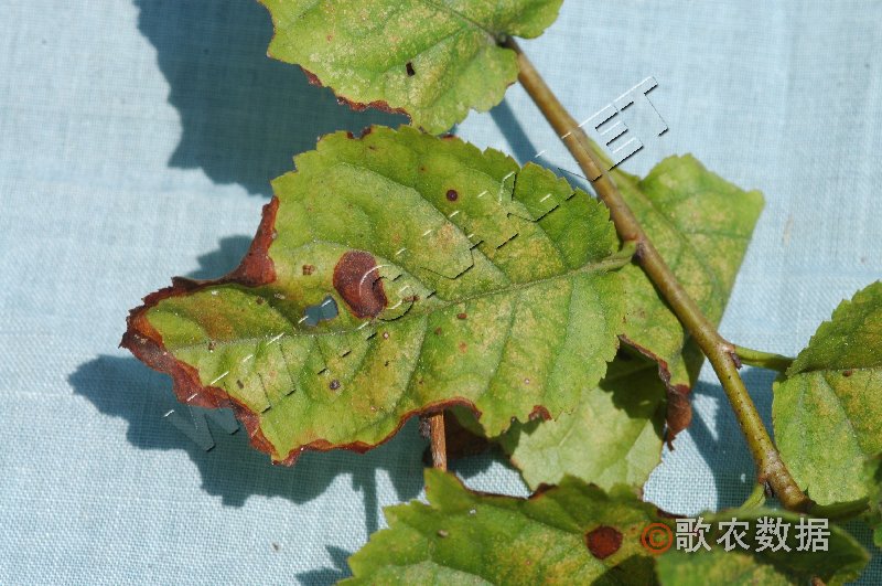 柑橘黄叶症状示例1