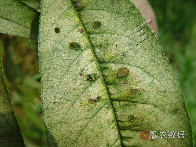 柑橘黄叶症状示例2