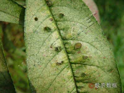 桃霉斑穿孔病