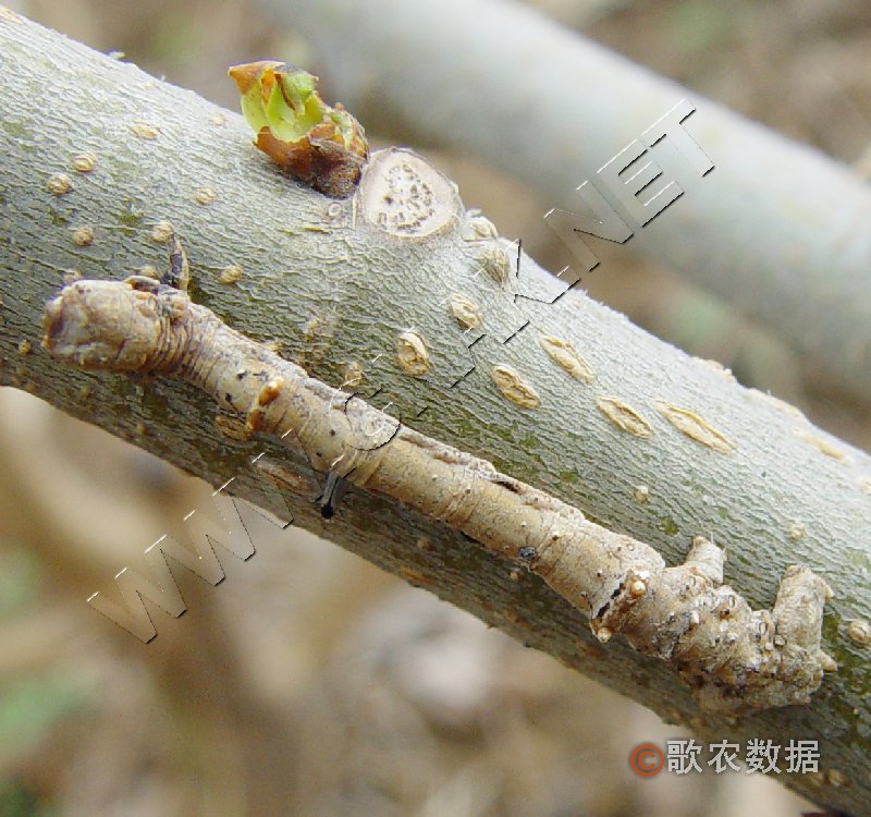 柑橘黄叶症状示例2