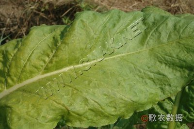 烟草马铃薯X病毒病