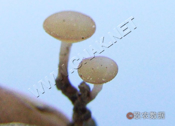 柑橘黄叶症状示例4