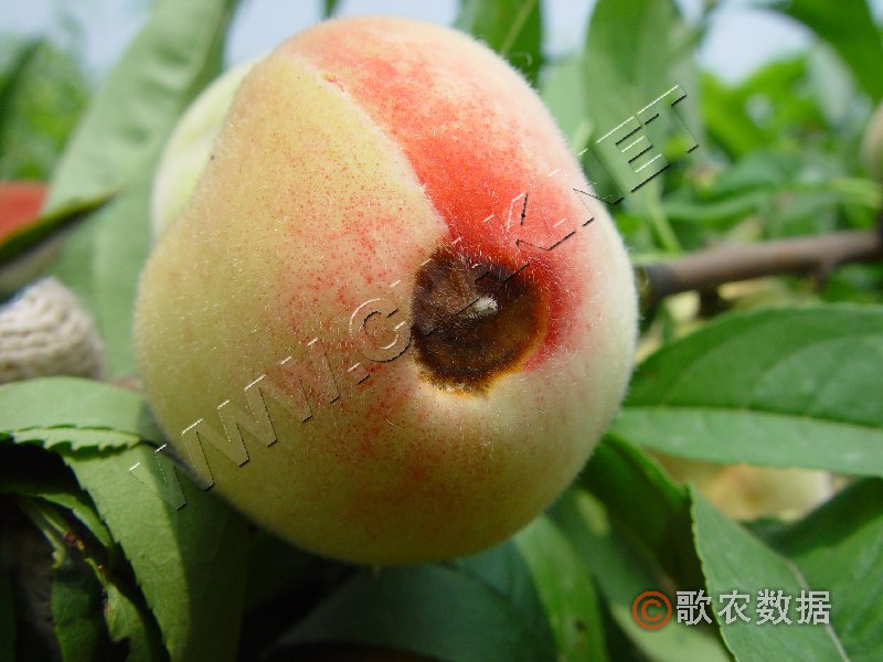 柑橘黄叶症状示例1
