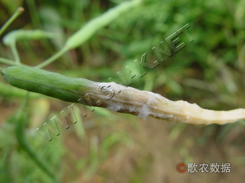 柑橘黄叶症状示例12