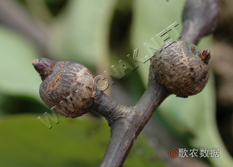 柑橘黄叶症状示例3