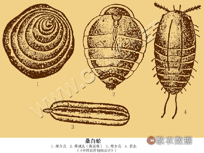 柑橘黄叶症状示例2