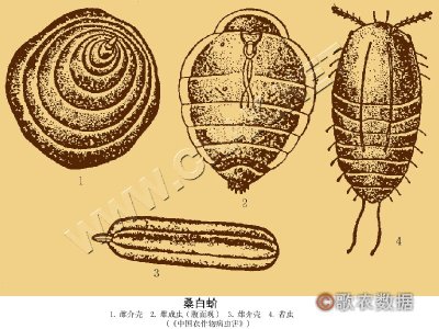 桑白蚧