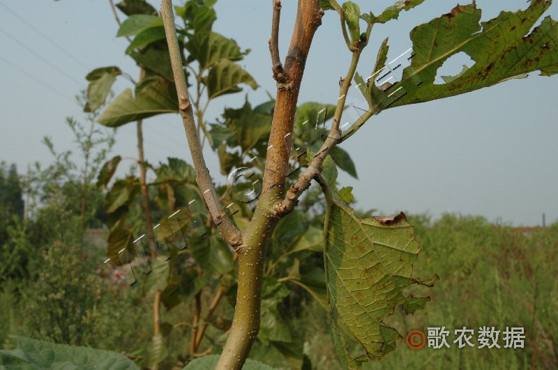柑橘黄叶症状示例0