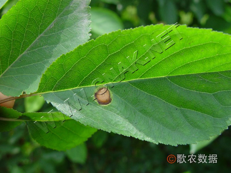 柑橘黄叶症状示例0
