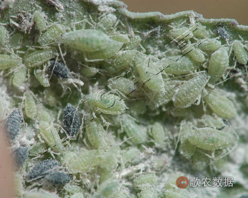 柑橘黄叶症状示例2