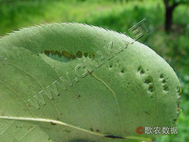 柑橘黄叶症状示例1