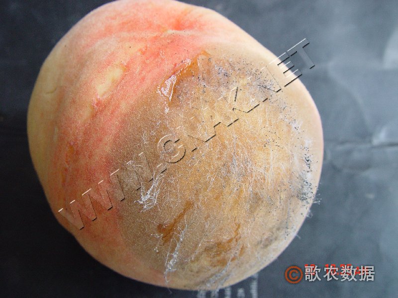 柑橘黄叶症状示例0